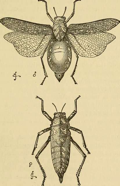 The Descent Of Man And Selection In Relation To Sex 1871