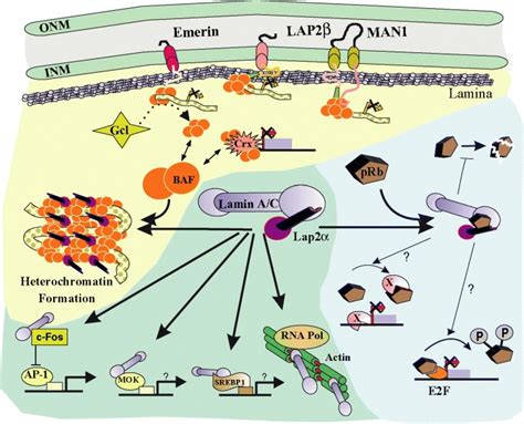 Schematic Presentation Of Potential Functions Of Nucleoplasmic Lamins