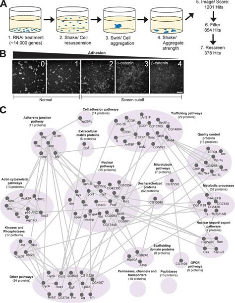 A Genome Wide Screen For Cadherin Mediated Adhesion A Schematic For