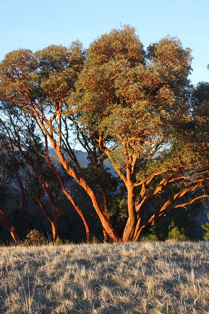 The Orange Bark Tree Explore Rcrowleys Photos On Flickr Flickr