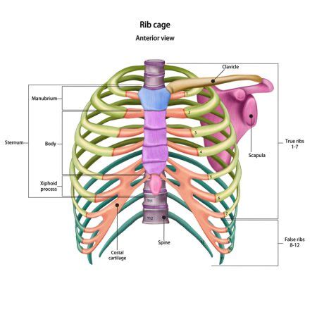 Chest Wall Surgery - Adelaide Cardiothoracic