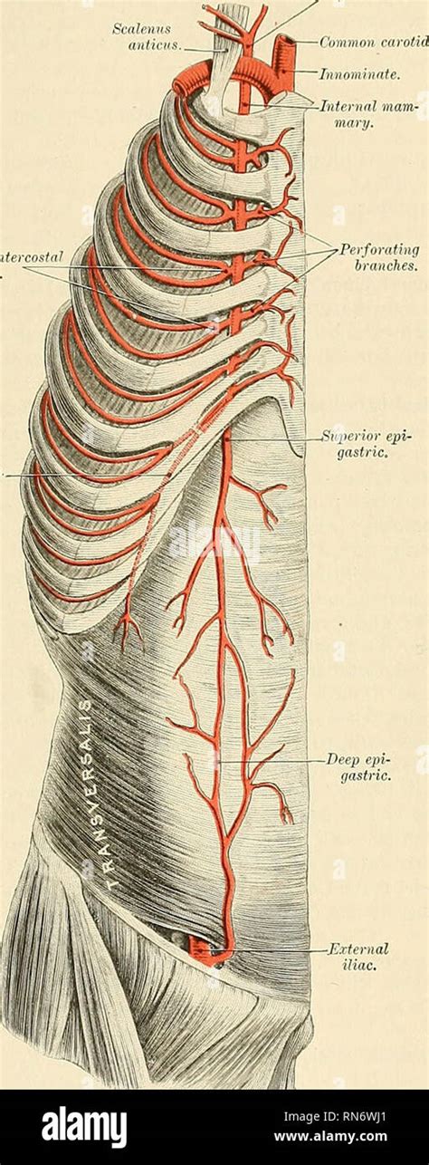 Musculophrenic Artery