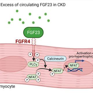 Pathological Effects Of Fgf In Ckd On The Kidney And Heart