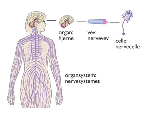 Trinn Biologi Organsystem Flashcards Quizlet