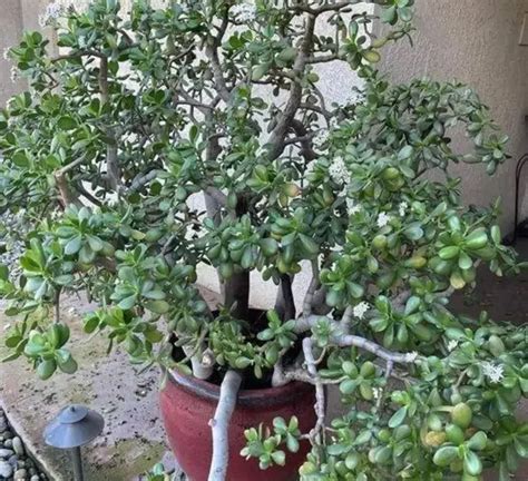 Comment Faire Fleurir Un Arbre De Jade Et Remplir Toute La Maison De