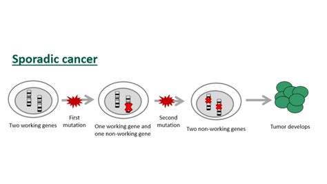 A Basic Guide To Cancer Genetics Ironwood Cancer And Research Centers