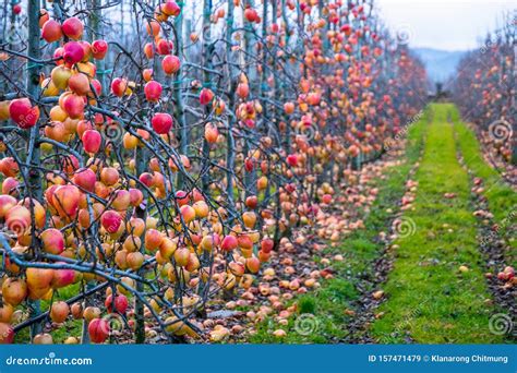 Apple Orchard In Autumn Winter Season I Stock Image Image Of Fallen