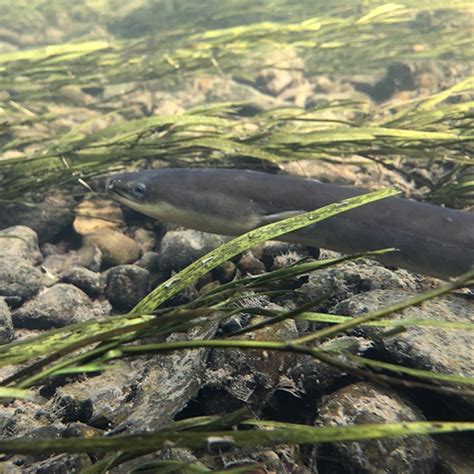 American Eels Life Cycle And Ecology Maryland Sea Grant