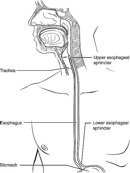 Difference Between Trachea and Esophagus | Definition, Characteristics ...