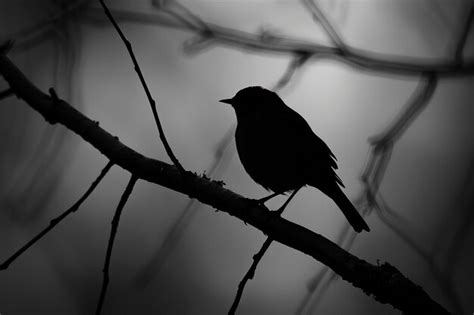 Premium Photo | Silhouette of bird in nature