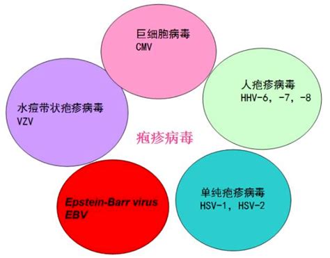 Eb病毒抗体检测和eb病毒dna检测 全国体外诊断网（全国实验医学网）