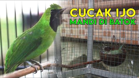 CUCAK IJO BODY KECIL MANDI BATOK KELAPA DI KANDANG UMBARAN AGAR STABIL