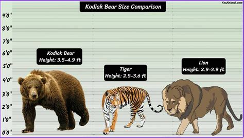 Kodiak Bear Size: How Big Are They? Compared With Others