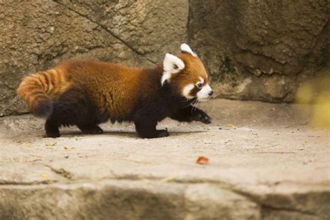 VIRAL: Watch Cutest Red Panda in the World Being Adorable - Health ...