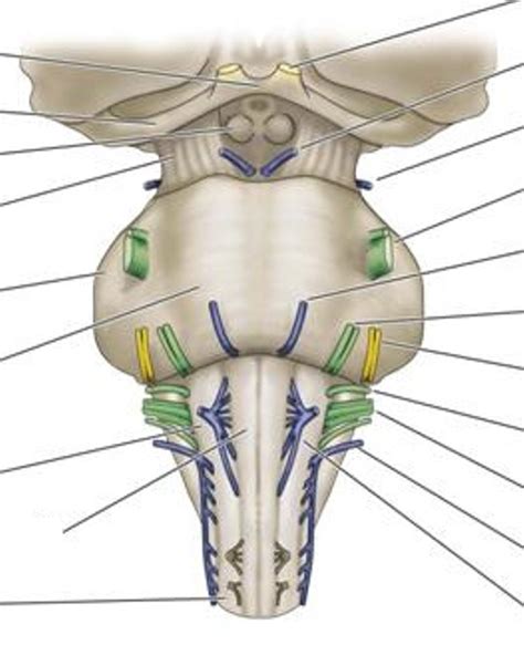 Brainstem Model Cranial Nerves Diagram Quizlet