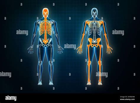 Axial And Appendicular Skeletal System X Ray Front Or Anterior View