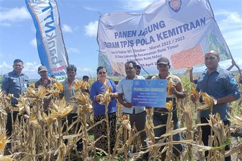 Perdana Gubernur NTT Luncurkan Benih Jagung Hibrida Kualitas Super Q