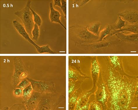 Figure 3 From Development Of Artificial Plasma Membranes Derived