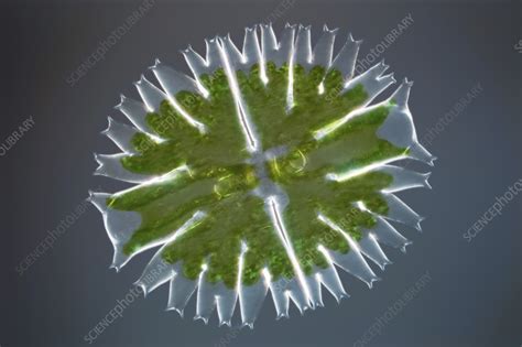 Green Alga Light Micrograph Stock Image C056 8339 Science Photo