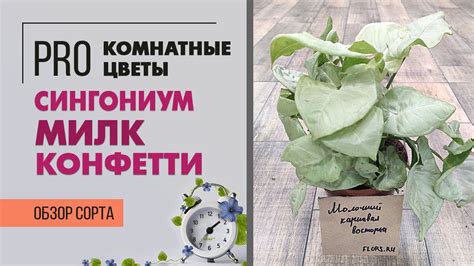 Сингониум Милк Конфетти - приносящий счастье | Нежная комнатная лиана ...