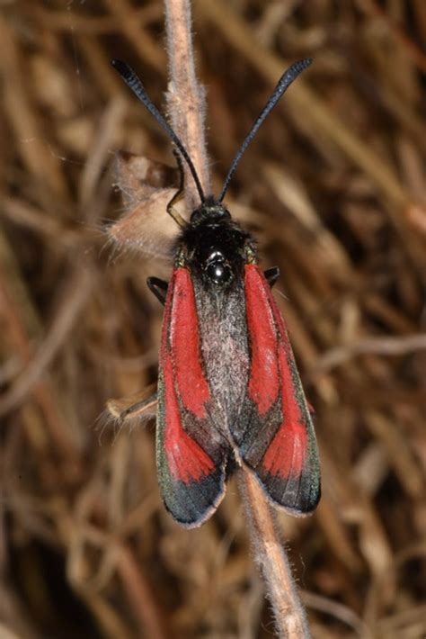 Europ Ische Schmetterlinge Und Ihre Kologie Zygaena Diaphana