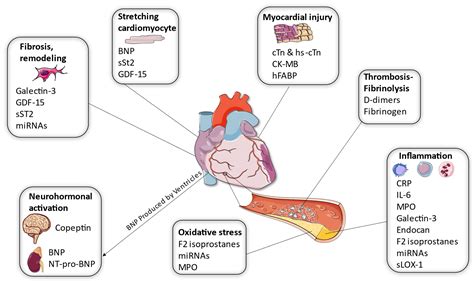 Life Free Full Text Novel Biomarkers And Their Role In The Diagnosis And Prognosis Of Acute