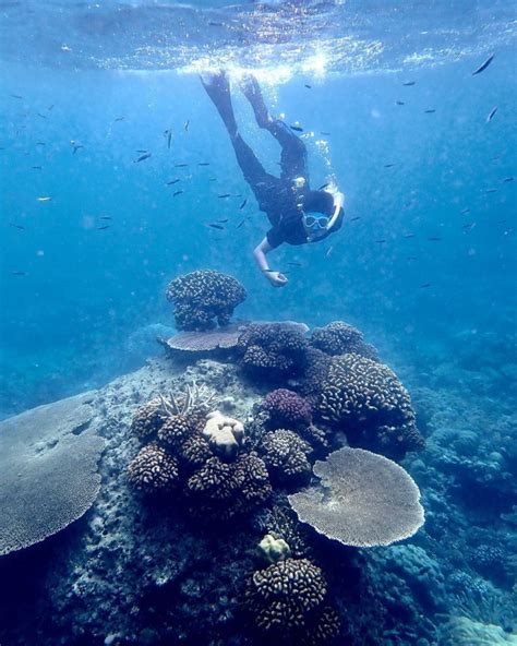 Snorkeling Di Pulau Penjalin Surga Bawah Laut Di Anambas