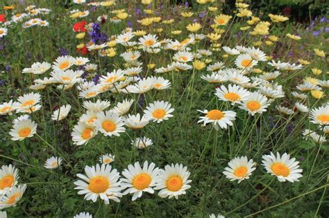 Anthemis Tinctoria Sauce Hollandaise Plants Hollandaise Garden