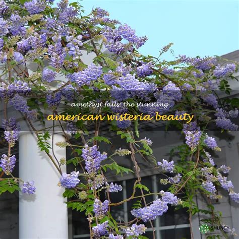 Amethyst Falls The Stunning American Wisteria Beauty Shuncy