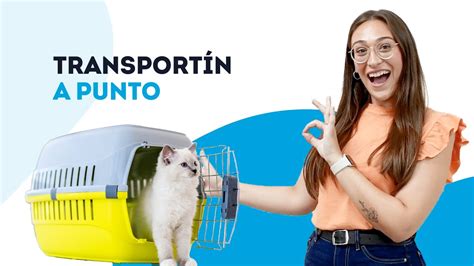 C Mo Acostumbrar Un Gato Al Transport N Youtube