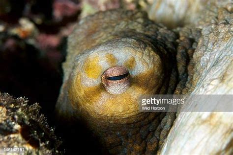 Mollusc Eye Photos And Premium High Res Pictures Getty Images