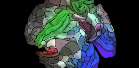 Cientistas revelam mapa detalhado do cérebro cem regiões foram descobertas