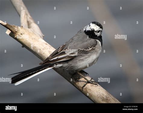 Female White Wagtail Motacilla Alba Posing On A Branch Near The Water