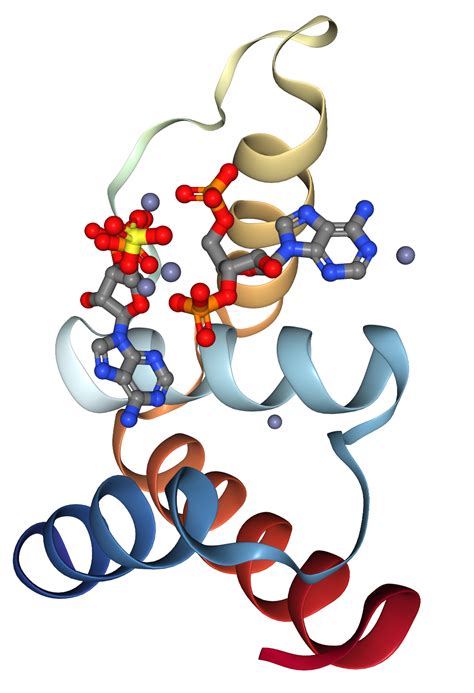 Dbi Protein Overview Sino Biological