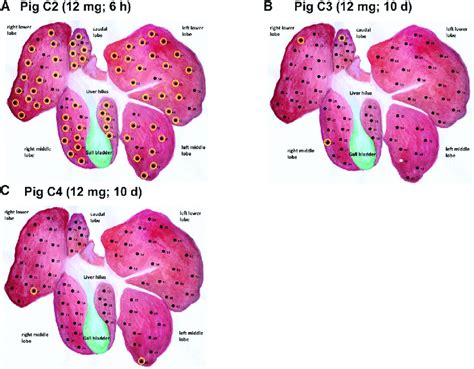 Sketches Of Pig Liver Lobes And Efficacy Of NSMARter P3Luc1 Naked DNA