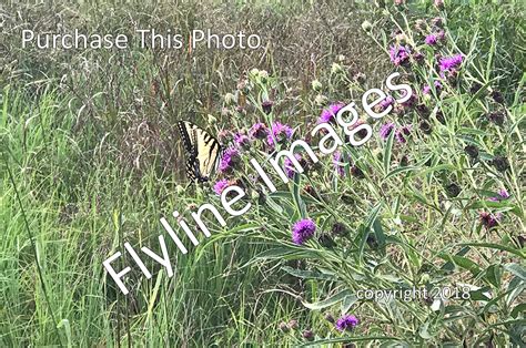 Georgia Wildflowers - Flyline Images