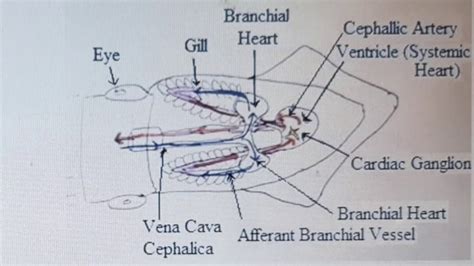 *BS ZOOLOGY* TOPIC: Cephalopoda With All Systems - YouTube