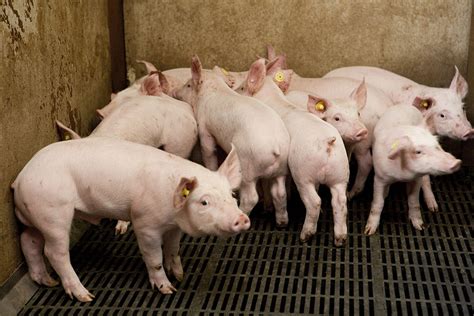 Free to watch webinars about pigs - Pig Progress