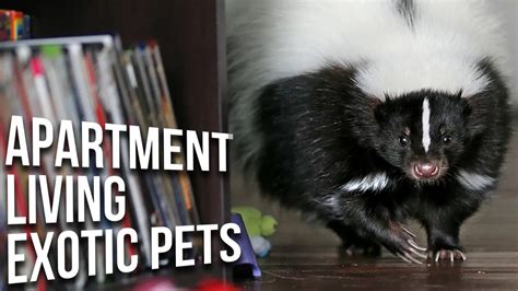 Low Maintenance EXOTIC Pets That Everyone Can Own 10 Small Exotic