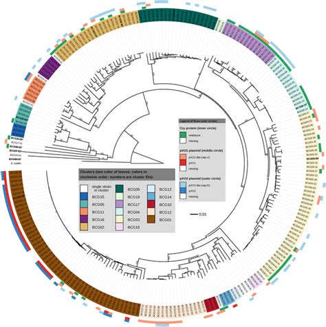 Whole Genome Phylogeny Of Bacteria Of The B Cereus Group Inferred