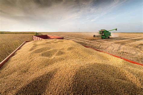 Colheita da soja como ter boa produtividade Nutrição de Safras