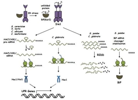 Cells Free Full Text The Unfolded Protein Response Pathway In The