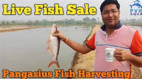 फरम पर Live Fish Sale Pangasius Fish Harvesting live 2021 PvrAqua