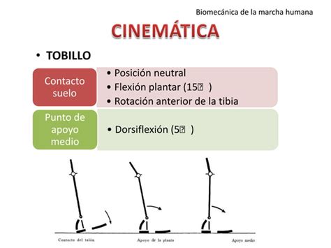 Biomec Nica De La Marcha Humana Ppt