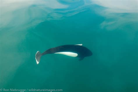 Dall's Porpoise | Photos by Ron Niebrugge