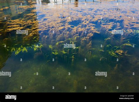 Algae Pollution Hi Res Stock Photography And Images Alamy