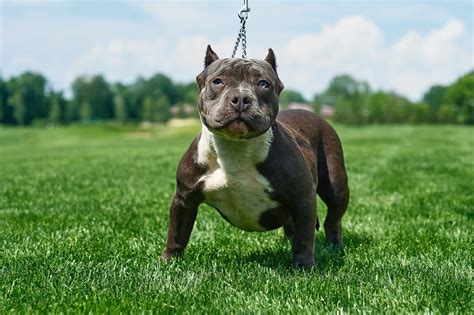 American Bully: The Ultimate Guide And Facts - The American Bully