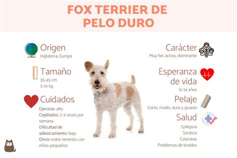 Fox Terrier De Pelo Duro O Alambre Origen Características Cuidados