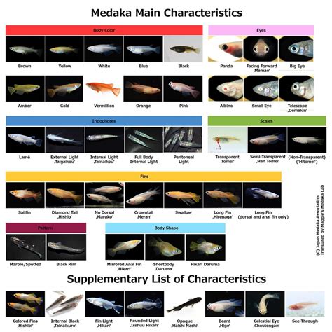 medaka strain classification   japan medaka association