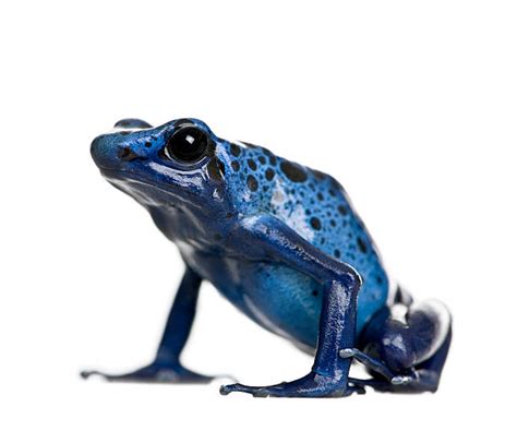 Blue Poison Dart Frog Wallpaper